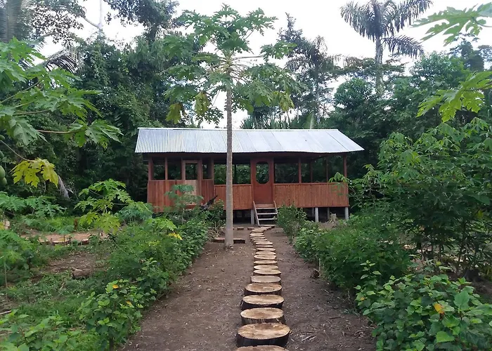 Papaya Eco *
